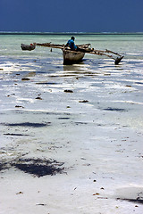 Image showing beach seaweed and boat in zanzibar