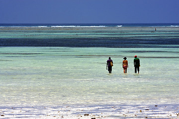 Image showing seaweed and people in zanzibar