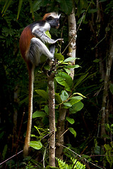 Image showing ape in the island of  zanzibar