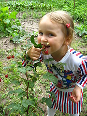 Image showing little beautiful girl chewing raspberries on the bush