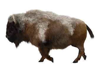Image showing American Bison