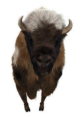 Image showing American Bison