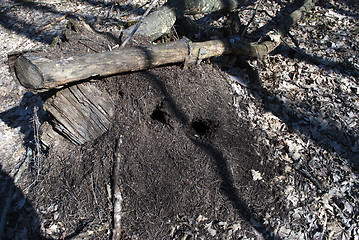 Image showing anthill in the woods