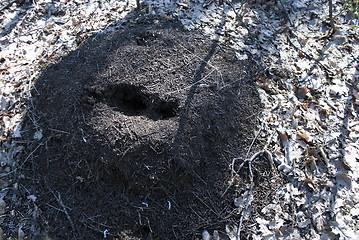 Image showing anthill top