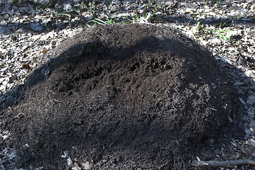 Image showing anthill