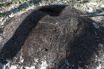 Image showing big ant hill