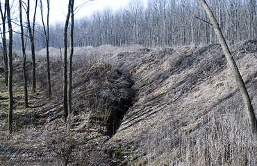 Image showing forest trees