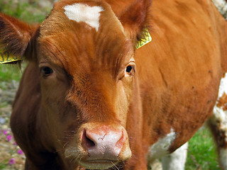 Image showing cow's nose closeup