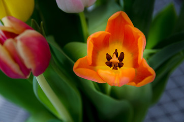 Image showing beutiful tulip