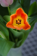 Image showing Beutiful Tulip