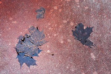 Image showing Maple leaves in the puddle