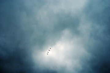 Image showing flock of birds flying in formation