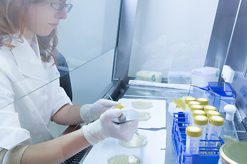 Image showing Life scientist researching in the laboratory.