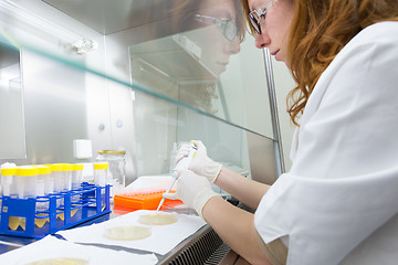 Image showing Life scientist researching in the laboratory.