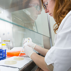 Image showing Life scientist researching in the laboratory.