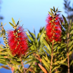 Image showing Bottlebrush Callistemon