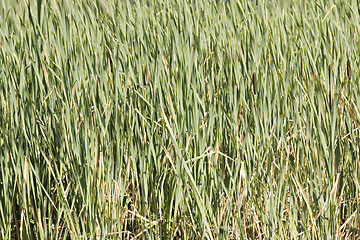 Image showing green reed-belt