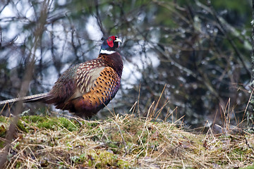 Image showing phaesant cock