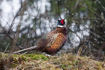 Image showing male pheasant