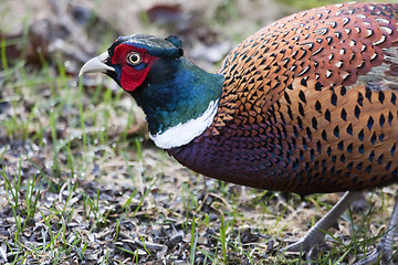 Image showing phaesant cock