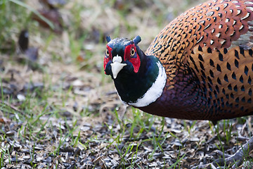 Image showing male pheasant