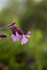 Image showing red campion