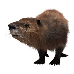 Image showing Beaver