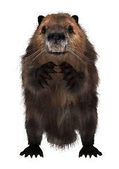 Image showing Beaver