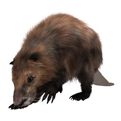 Image showing Beaver