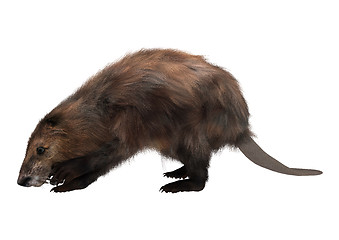 Image showing Beaver