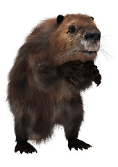 Image showing Beaver