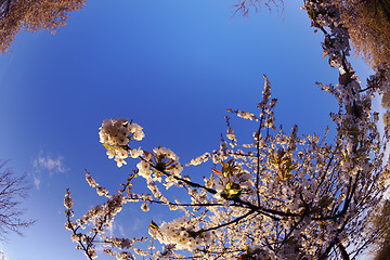 Image showing blossoms on a spring day