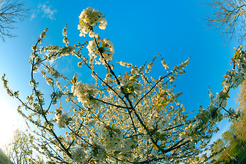 Image showing blossoms on a spring day