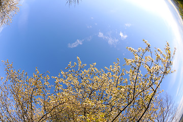 Image showing blossoms on a spring day