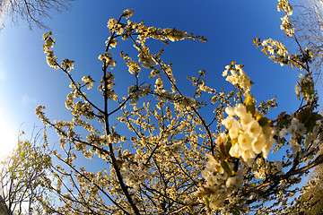 Image showing blossoms on a spring day