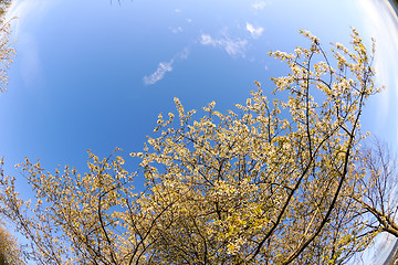 Image showing blossoms on a spring day