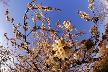 Image showing blossoms on a spring day