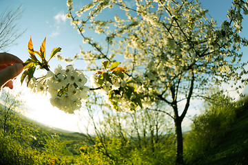 Image showing blossoms on a spring day