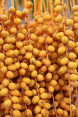 Image showing Bbright orange fruits of palm