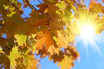 Image showing Branches of beautiful autumn maple with sunlight