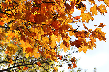 Image showing Beautiful autumn branch of maple tree