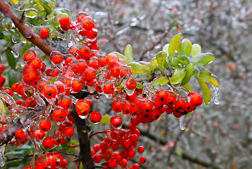 Image showing Branch of a bush with bright berries after freezing rain