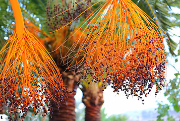 Image showing Palm branches with bright fruits