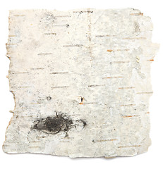 Image showing birch bark