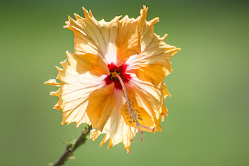 Image showing hibiscus bloom