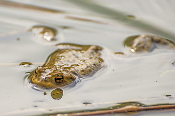 Image showing Toad in a pond