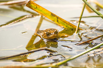 Image showing Toad in a pond