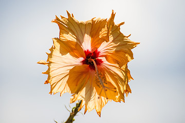 Image showing hibiscus bloom