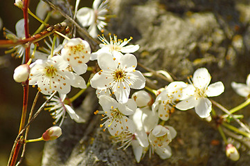 Image showing Blackthorn blossom in spring