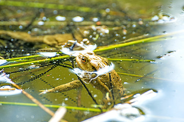 Image showing Toad in a pond